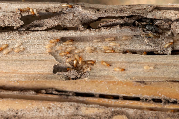 Best Residential Pest Control  in Portage, IN